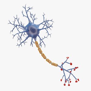 Neuron Rigged