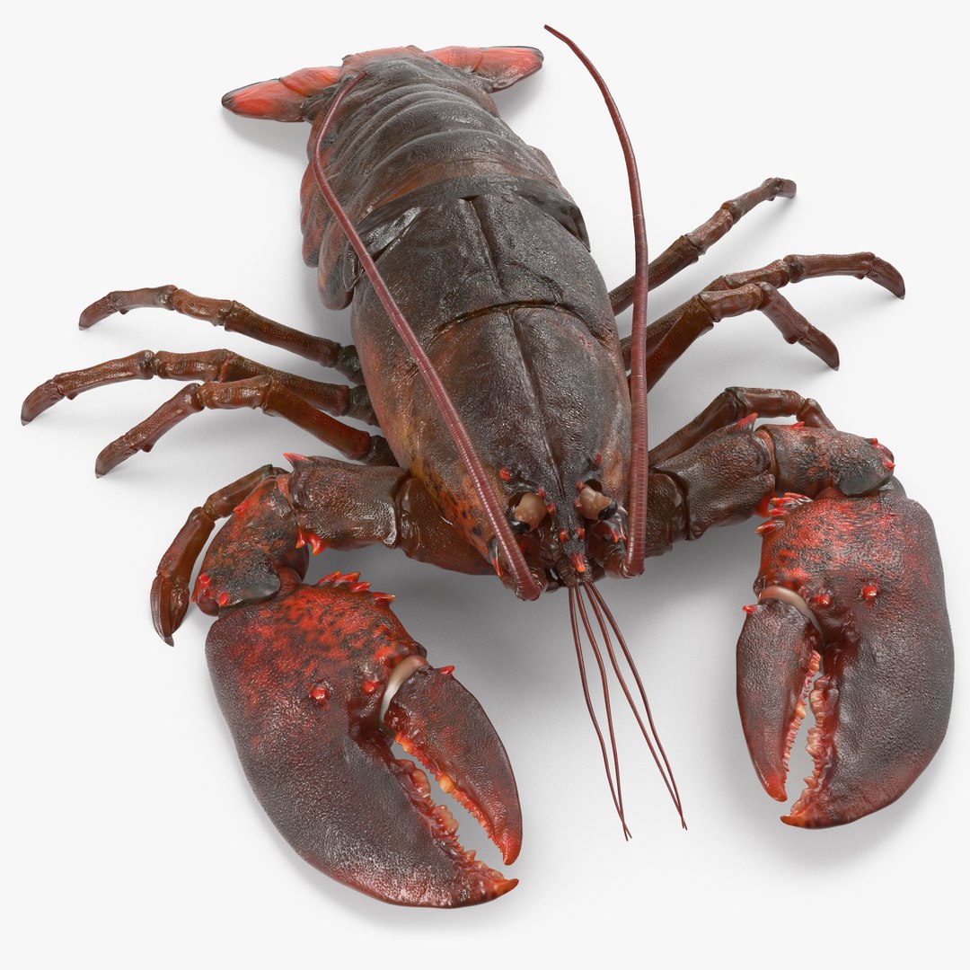 Lobster Pose 2 3D model preview