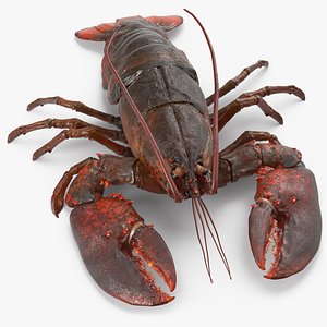max lobster pose 2
