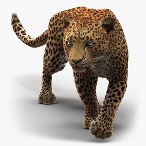 A running leopard animation with 15 frames. Top row: original mesh with