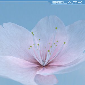 Pink Flower