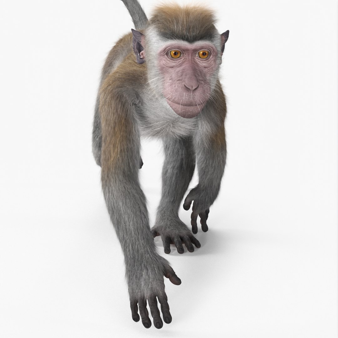 Walking Rhesus Macaque Monkey Gray Fur 3D model preview