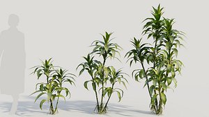 Dracaena sanderiana b 3D model