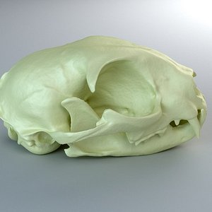3d domestic cat skull