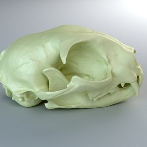 Domestic cat skull