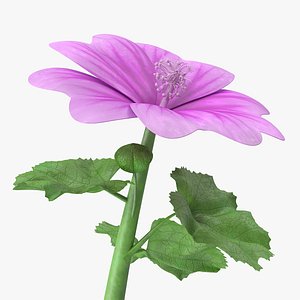 Mallow Flower