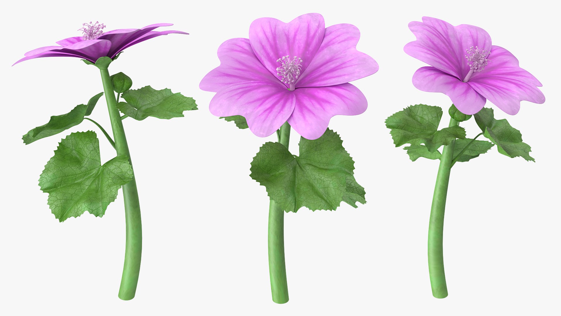 Mallow Flower 3D model preview