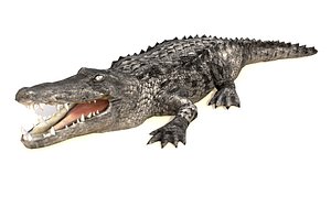 black alligator crocodile animations 3D model