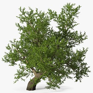 Lush Maple Tree 3D model