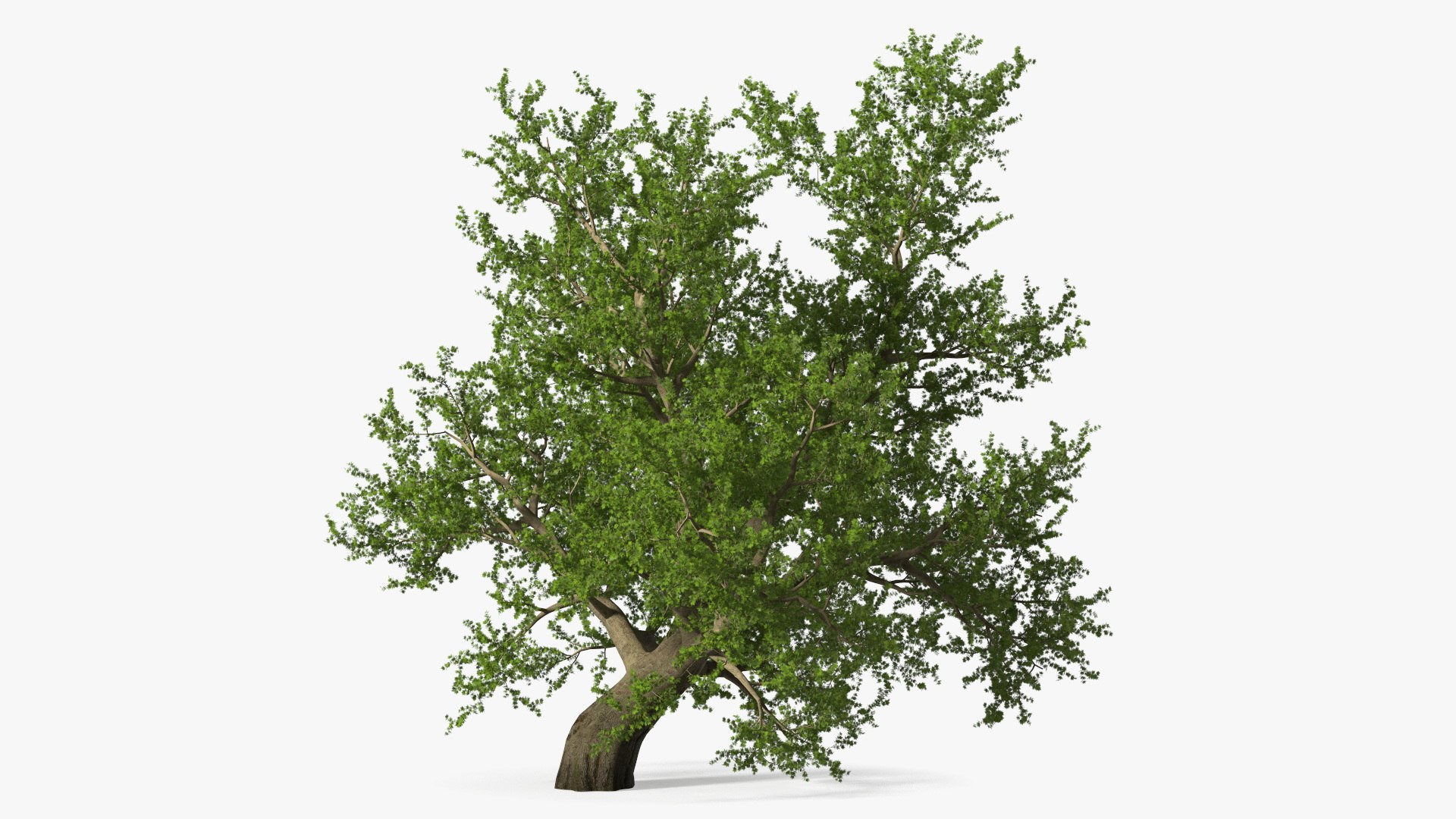 Lush Maple Tree 3D model preview