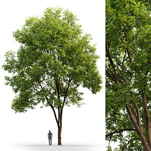 tree ash-tree model