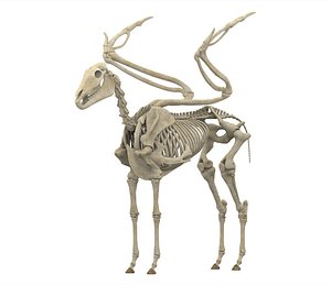 3D pegasus skeleton model