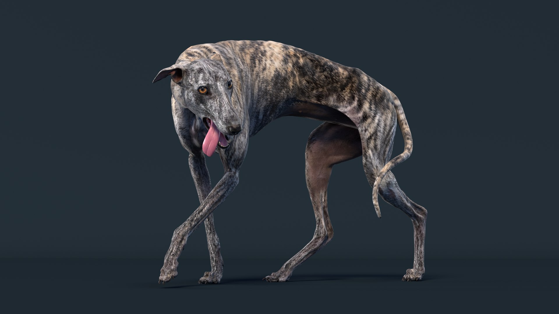 3D Realistic Greyhound Rigged Animations Model - TurboSquid 1472315