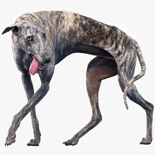 3D realistic greyhound rigged animations model