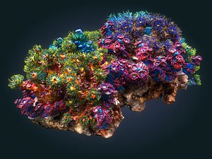 3D coral reef ecosystem model