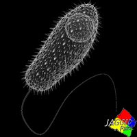 protista paramecium
