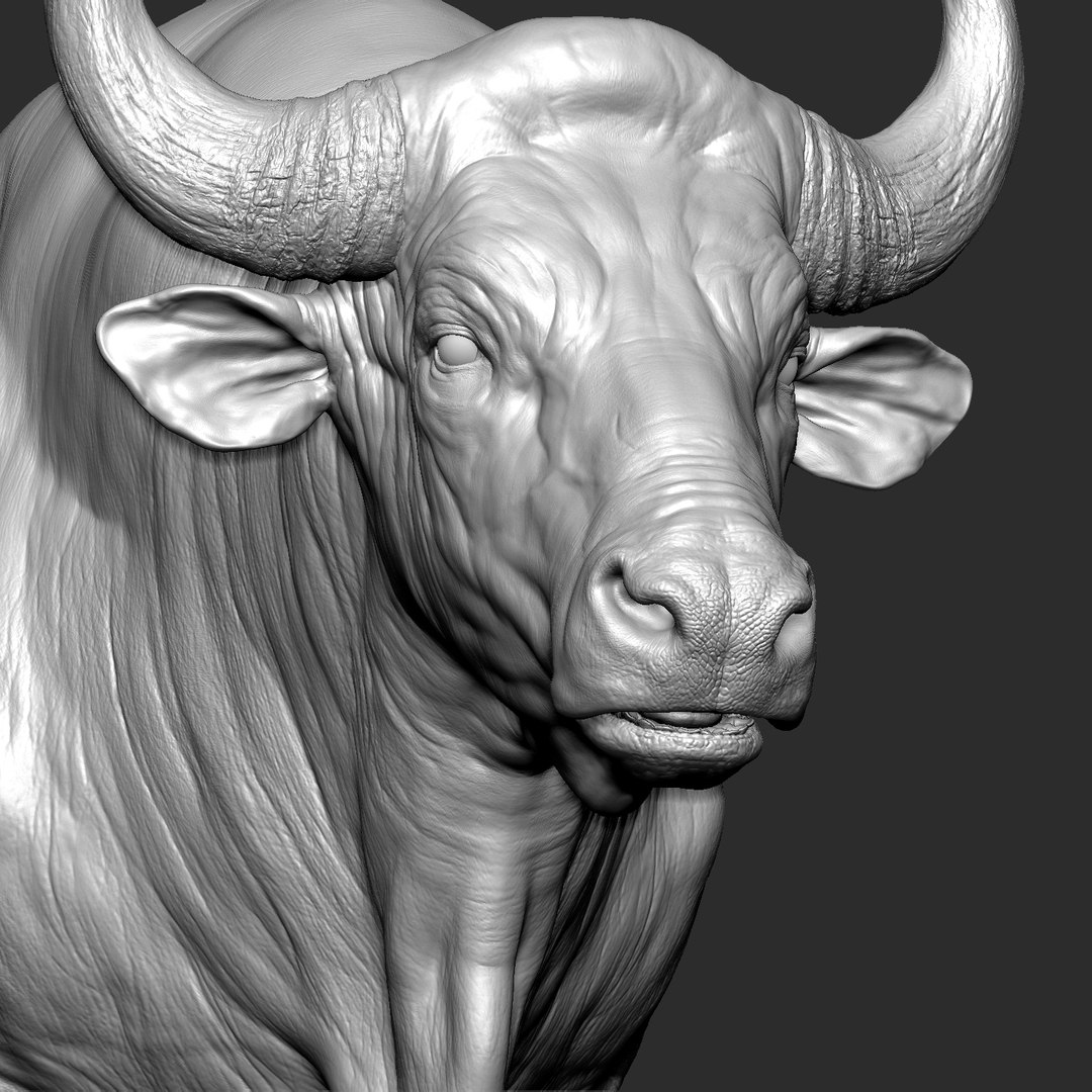 3D model Gaur Bos gaurus  VFX  most Zbrush Sculpture Digitale https://p.turbosquid.com/ts-thumb/61/t5ETlm/yr/ava__/jpg/1633442952/1920x1080/fit_q87/da501e11703ac450fbeadacd7eecf570061b3cab/ava__.jpg