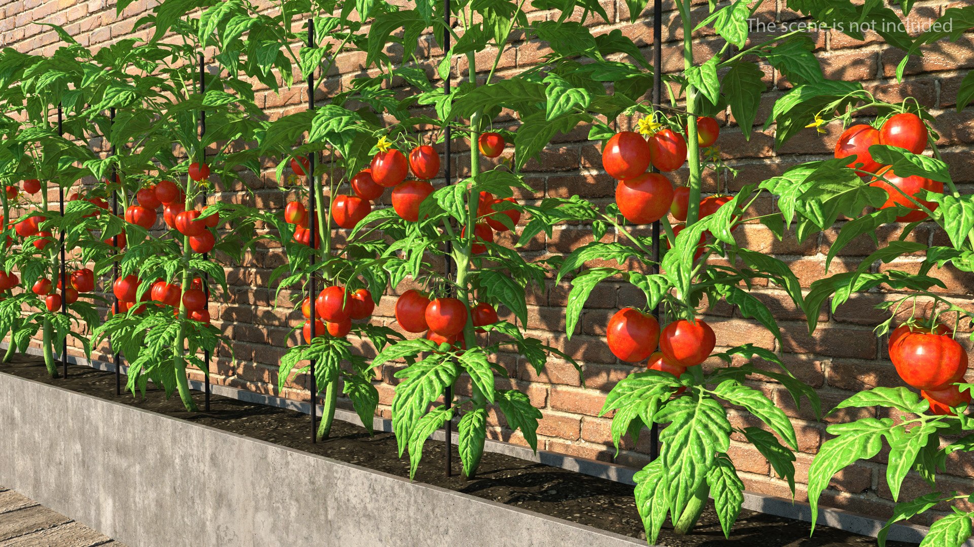 Tomatoes Fruits and Flowers 3D model preview