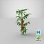 3D tomatoes fruits flowers