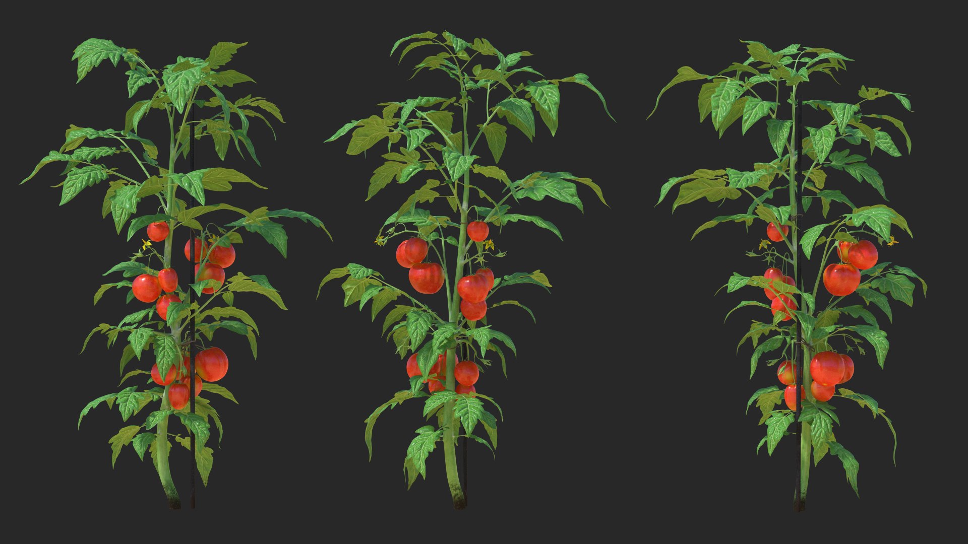 3D tomatoes fruits flowers https://p.turbosquid.com/ts-thumb/61/tFoQTb/goAwBpG5/tomatoesfruitsandflowersmb3dmodel002/jpg/1583948707/1920x1080/fit_q87/129d9152521833548d77227e47ffa961aa36fe7f/tomatoesfruitsandflowersmb3dmodel002.jpg
