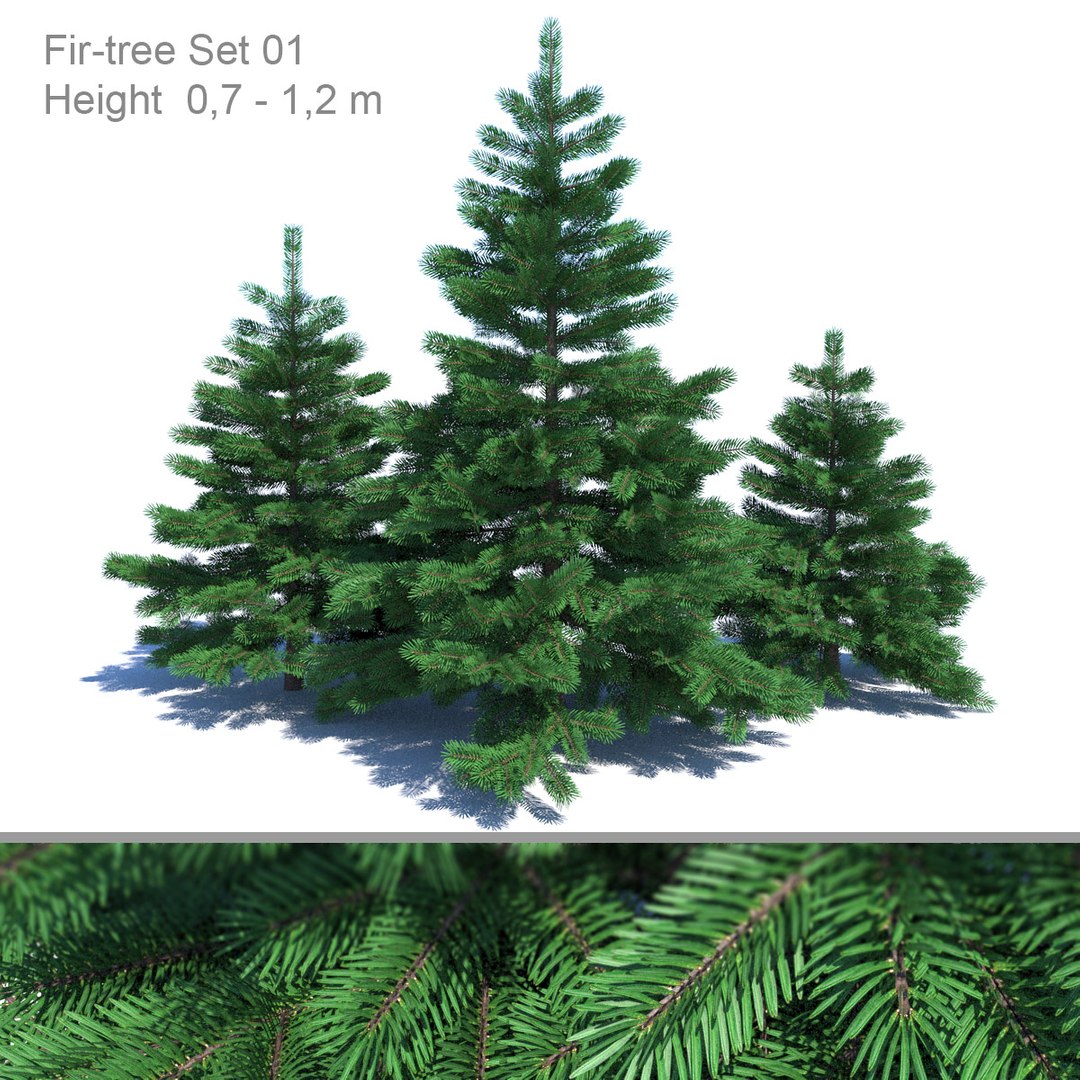 3D Model Fir-tree Fir Tree Nature - TurboSquid 1332071