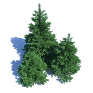 3D model fir-tree fir tree nature
