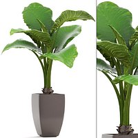 Alocasia macrorrhiza