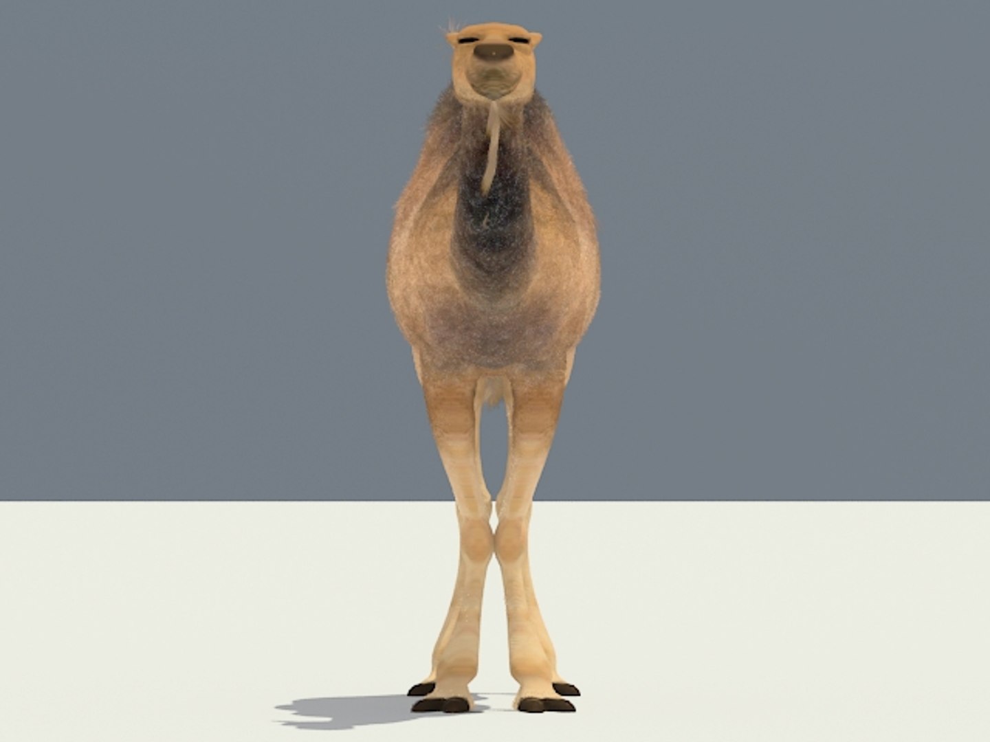 3ds max camel https://p.turbosquid.com/ts-thumb/62/7yX7FW/9gwCtI4k/camel_04/jpg/1301398535/1920x1080/fit_q87/e74292e20edc06c87f1bff885489c438eb099369/camel_04.jpg