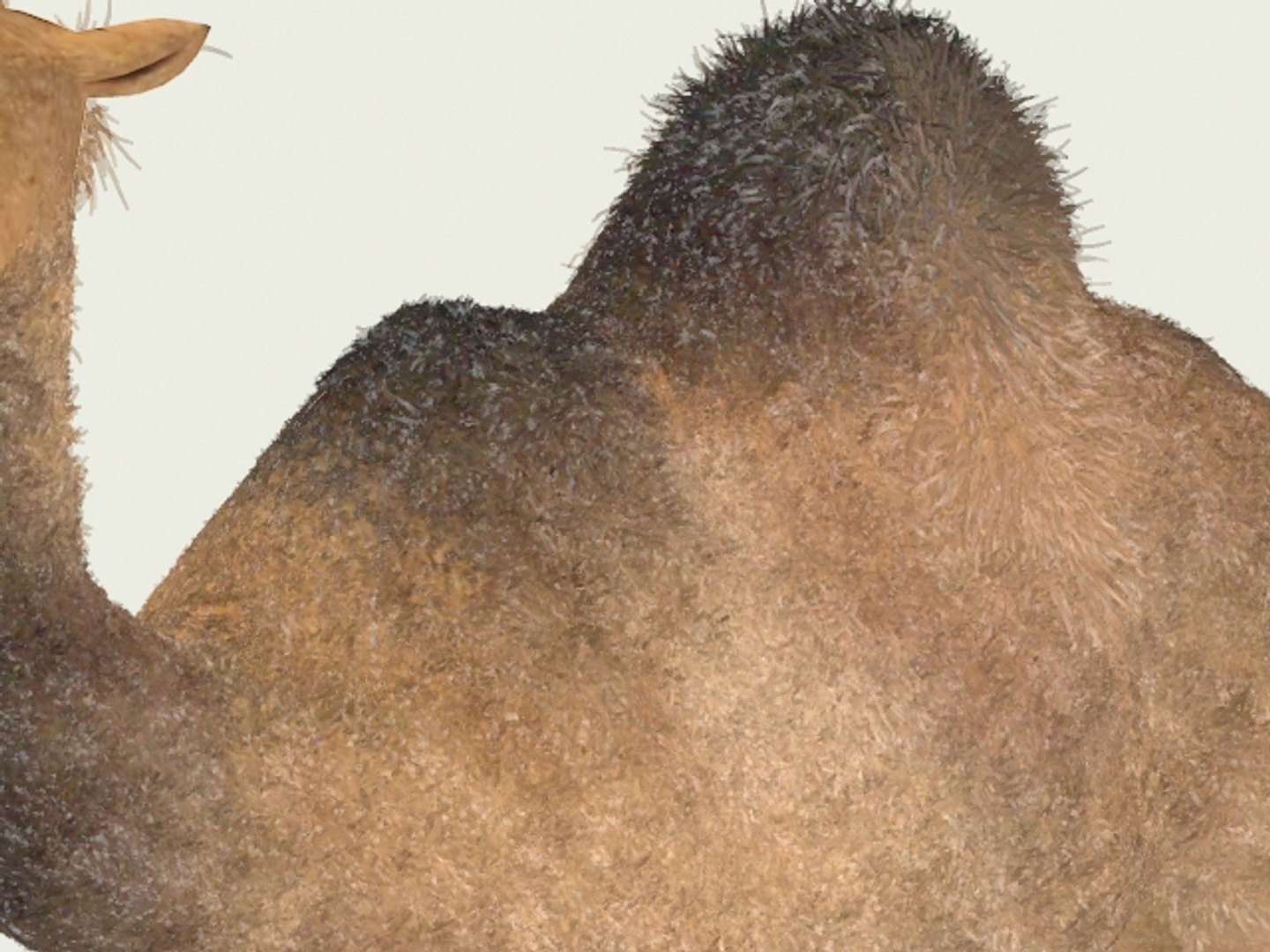 3ds max camel https://p.turbosquid.com/ts-thumb/62/7yX7FW/YjszssuW/camel_06/jpg/1301398535/1920x1080/fit_q87/d6fe98683c34f27630af9deb5b458fd1cd7733a0/camel_06.jpg