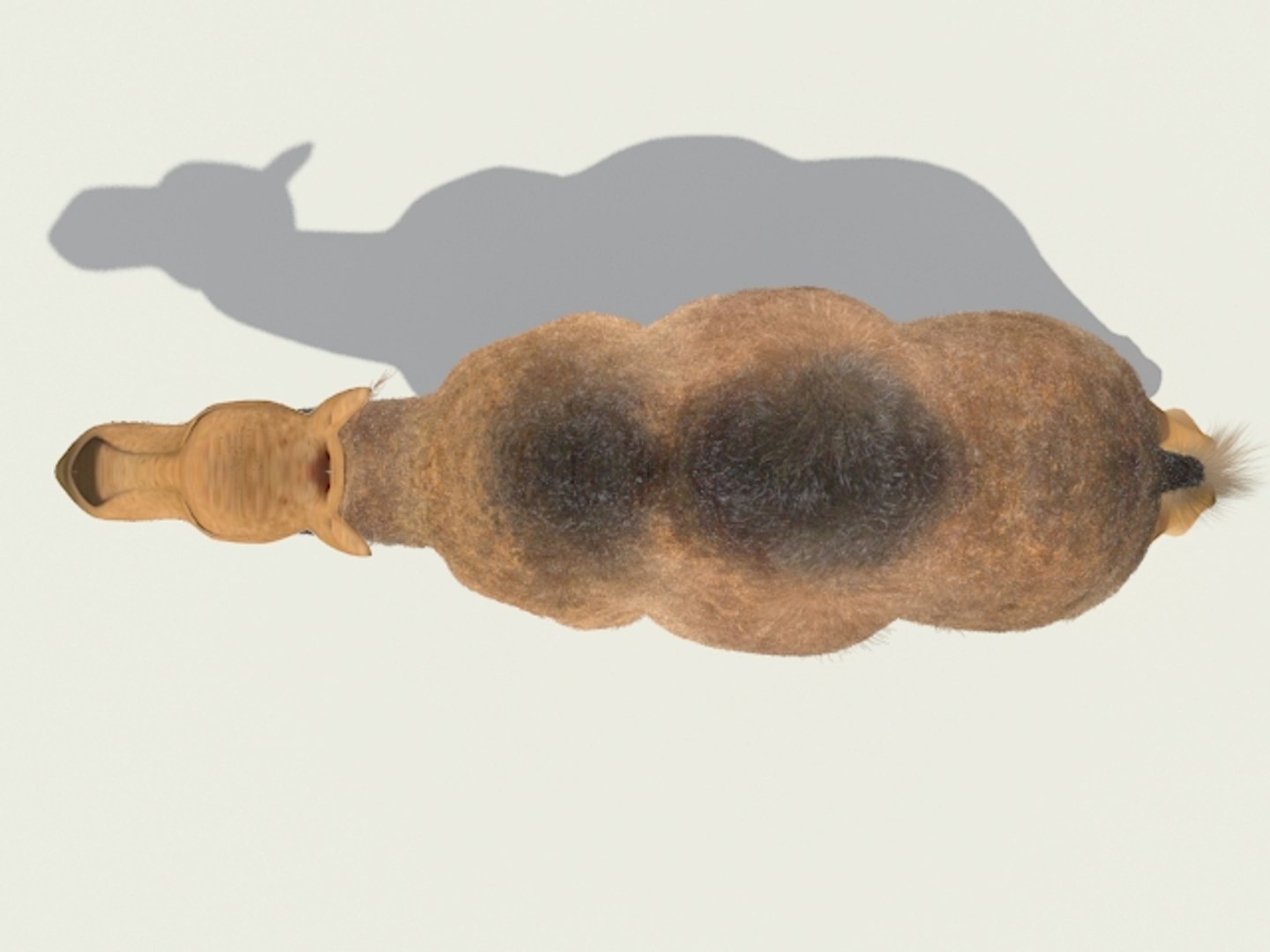 3ds max camel https://p.turbosquid.com/ts-thumb/62/7yX7FW/auGXD43H/camel_03/jpg/1301398535/1920x1080/fit_q87/719df55bf5778cba3e1cf6a6f8a76cc14b06697f/camel_03.jpg