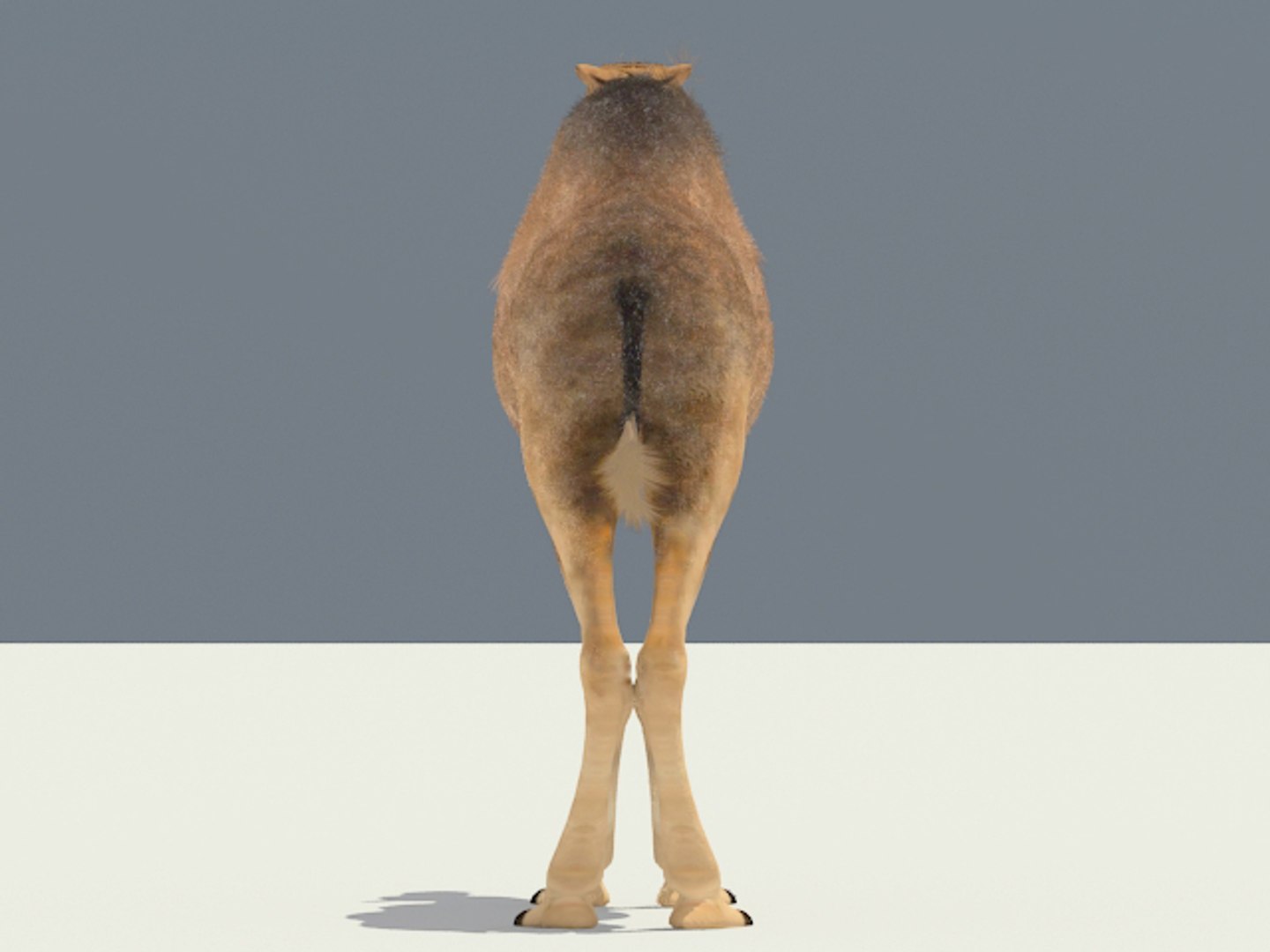 3ds max camel https://p.turbosquid.com/ts-thumb/62/7yX7FW/hFTJvSt6/camel_05/jpg/1301398535/1920x1080/fit_q87/5d389b69c15f193e0ebb239652114a5b3e947061/camel_05.jpg