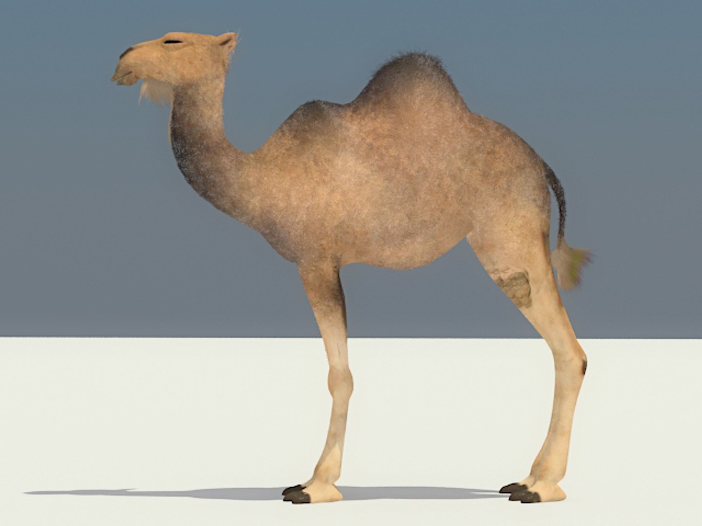 3ds max camel https://p.turbosquid.com/ts-thumb/62/7yX7FW/kgGjnp9P/camel_02/jpg/1301398535/1920x1080/fit_q87/06b4244cf7ac357b22f2c57777ace6a1478c207a/camel_02.jpg