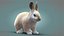 Rabbit Cream RIG XGEN