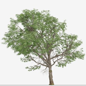 Set of Eucalyptus Radiata or Forth River Peppermint Trees - 2 Trees 3D model