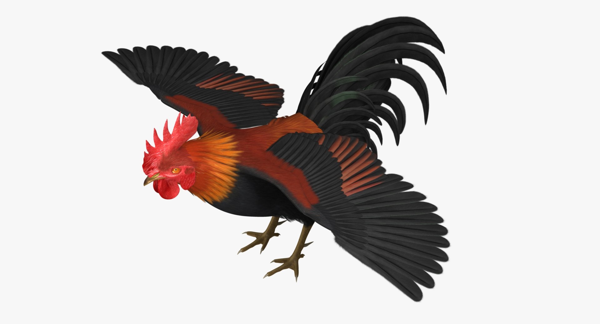 Gallus Domesticus Brown-red Domestic 3d Obj