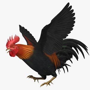 Gallus Domesticus "Brown-Red Domestic Rooster"