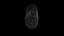 Anydrafts Magnolia officinalis Burl 06