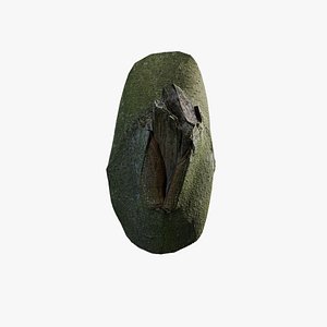 Anydrafts Magnolia officinalis Burl 06