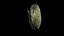 Anydrafts Magnolia officinalis Burl 06