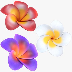 Realistic Plumeria 3D Model - High-Quality 4K PBR Asset (Three Variants Available)