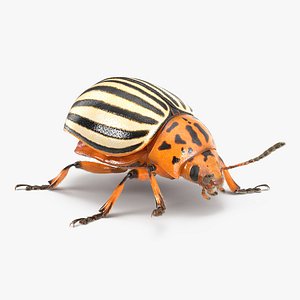 3d model of colorado potato beetle fur