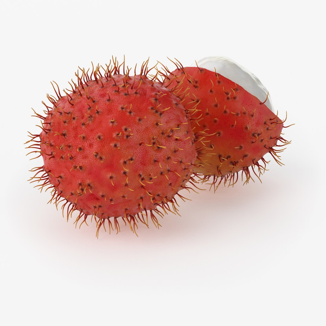 realistic rambutan fruit real 3d model https://p.turbosquid.com/ts-thumb/62/mUmFOG/58sy3bkX/nmodel_05_08_04/jpg/1420455692/1920x1080/fit_q87/4e181c0956ab7e0974a3966c5120c37f6a92179f/nmodel_05_08_04.jpg