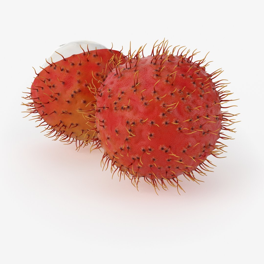realistic rambutan fruit real 3d model https://p.turbosquid.com/ts-thumb/62/mUmFOG/AoBvTidX/nmodel_05_08_03/jpg/1420455692/1920x1080/fit_q87/c5ed2d49a2232d48a13f920ffb52a0ef7935206a/nmodel_05_08_03.jpg