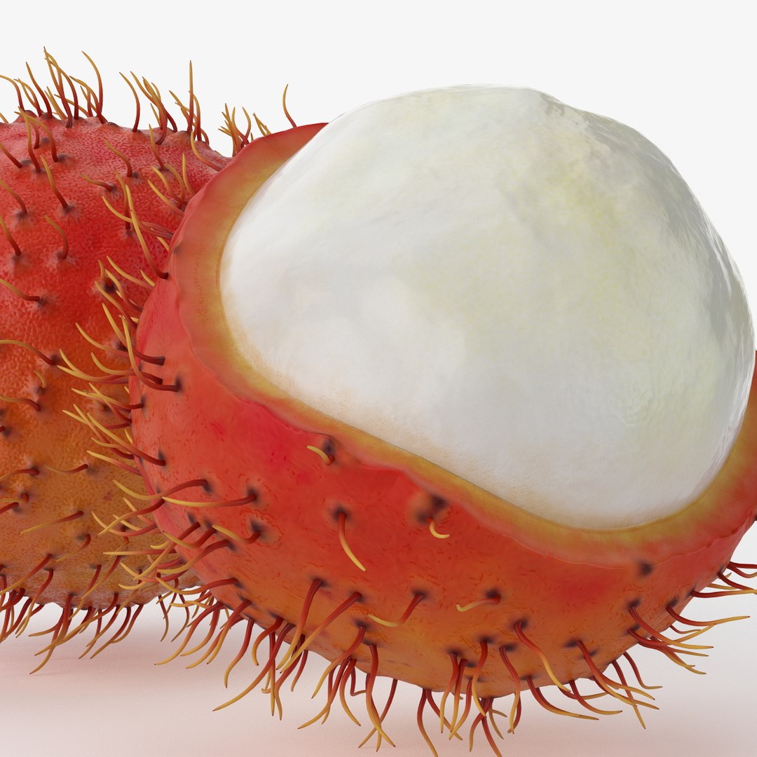 realistic rambutan fruit real 3d model https://p.turbosquid.com/ts-thumb/62/mUmFOG/nyoktq7w/nmodel_05_08_06/jpg/1420455692/1920x1080/fit_q87/410f4727adfd2b4dfd4c75ac6945ee61326ccf12/nmodel_05_08_06.jpg