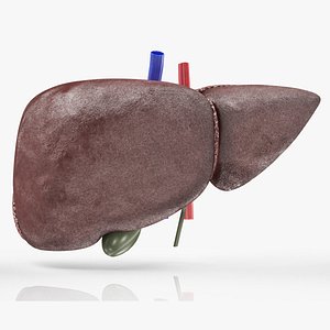 3D Fatty Liver Steatosis