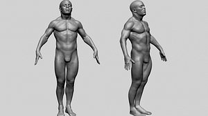Male Anatomy and Basemesh Collection model