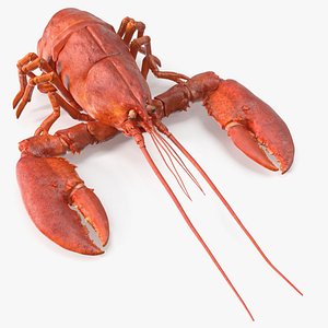Boiled Edible Lobster Bent Body 3D model