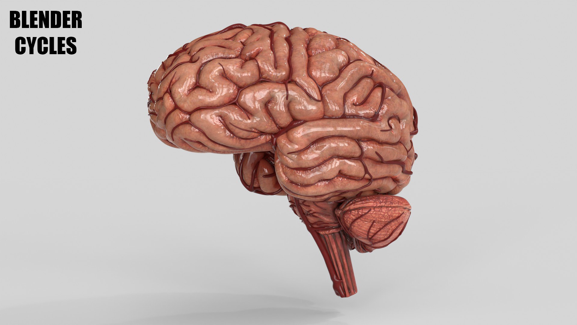 3D Brain https://p.turbosquid.com/ts-thumb/63/5FYR04/4m/brain_0026/jpg/1689866923/1920x1080/fit_q87/428dfdb524740f0c05cef9cb1a69be3b6475e84b/brain_0026.jpg