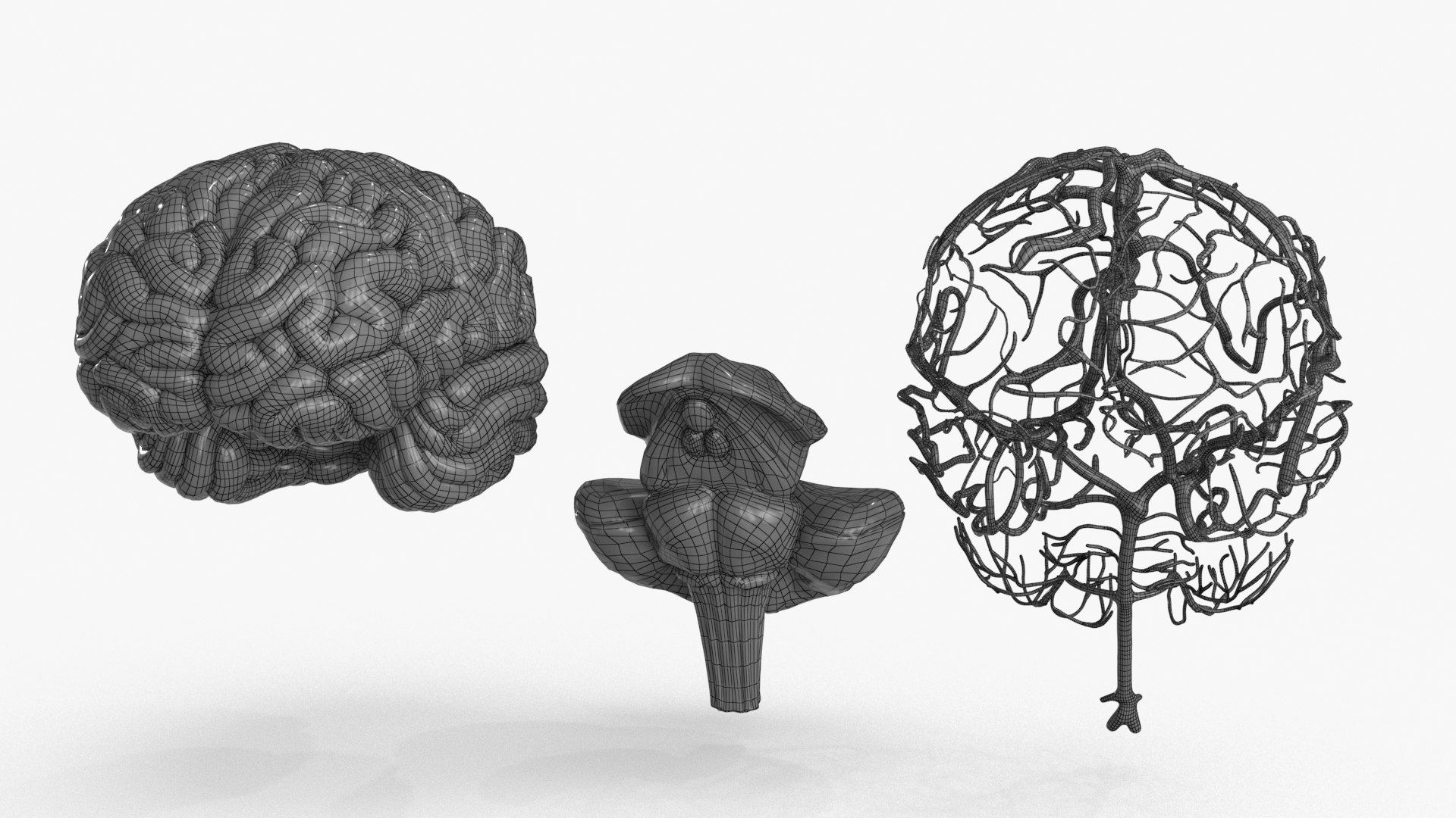 3D Brain https://p.turbosquid.com/ts-thumb/63/5FYR04/7D/brain_0031/jpg/1689866931/1920x1080/fit_q87/6dba332e77e4f6af15a736bf5c69a612daf2bda1/brain_0031.jpg