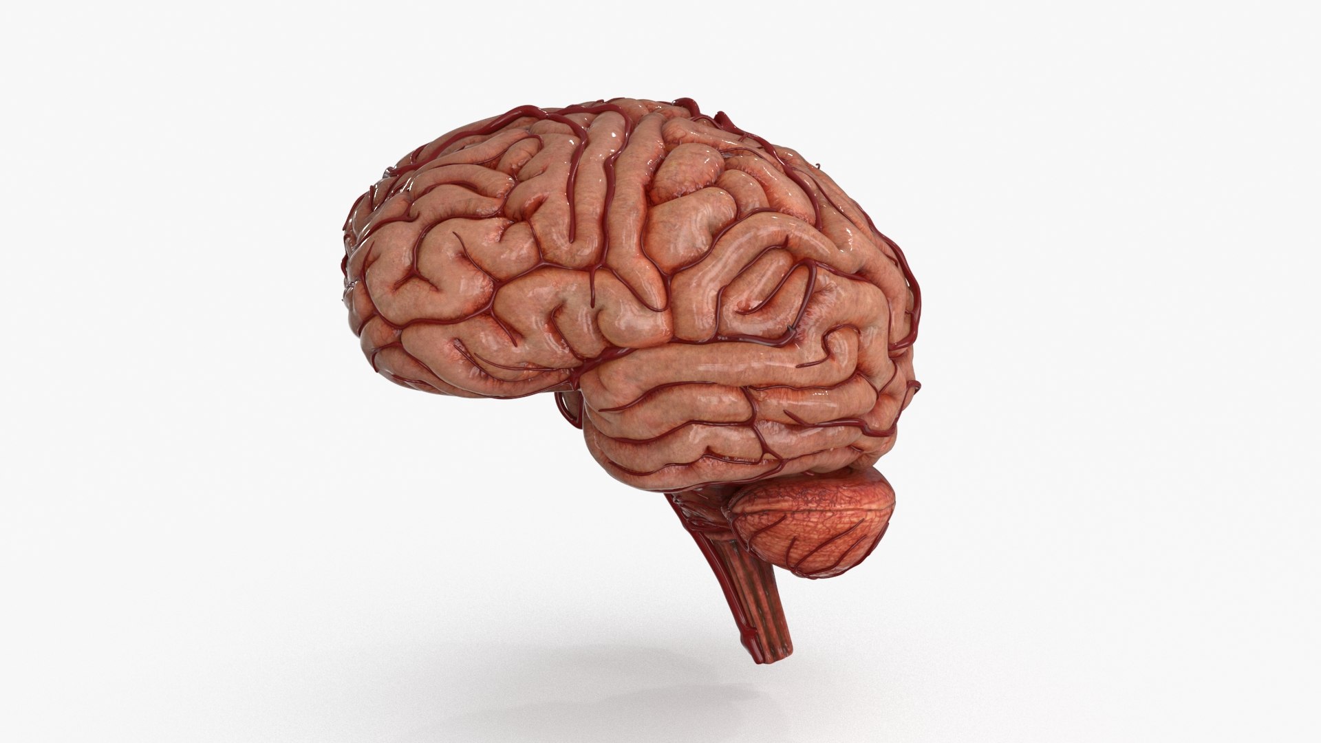 3D Brain https://p.turbosquid.com/ts-thumb/63/5FYR04/8e/brain_0022/jpg/1689866921/1920x1080/fit_q87/c5a127a019ef02bf88f0902b7b16a804c6f3b0fa/brain_0022.jpg